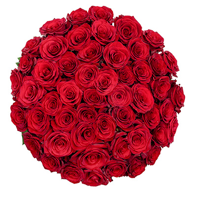 ecuadorian red roses