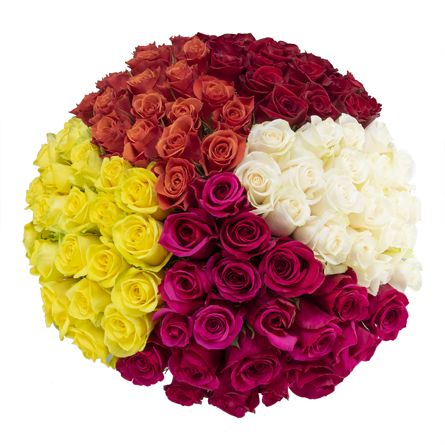 Ecuadorian rainbow roses