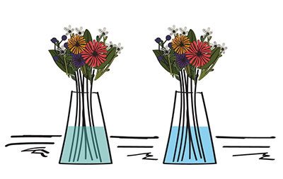 Flower care guide