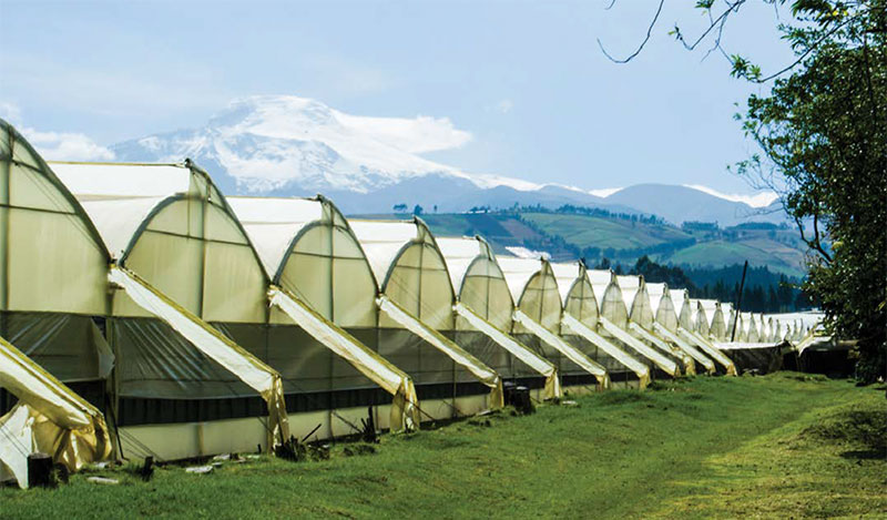 Colour Republic flower farm in Ecuador