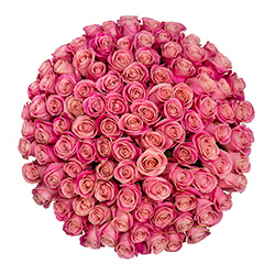 pink wedding roses