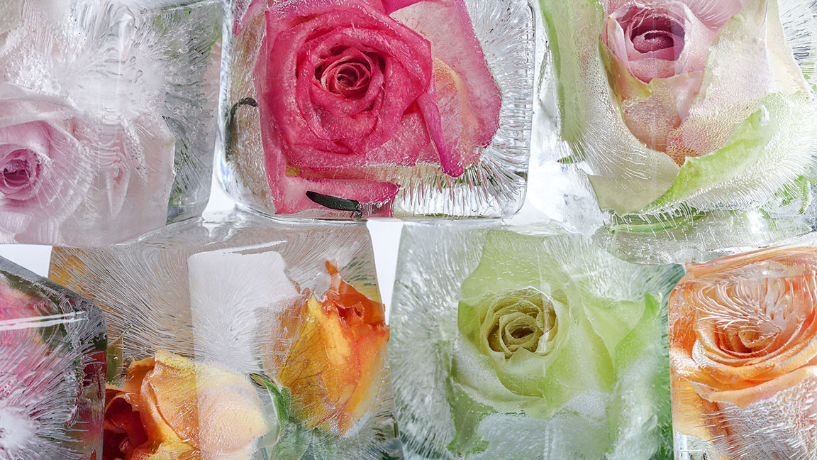 roses ice cubes edible flowers