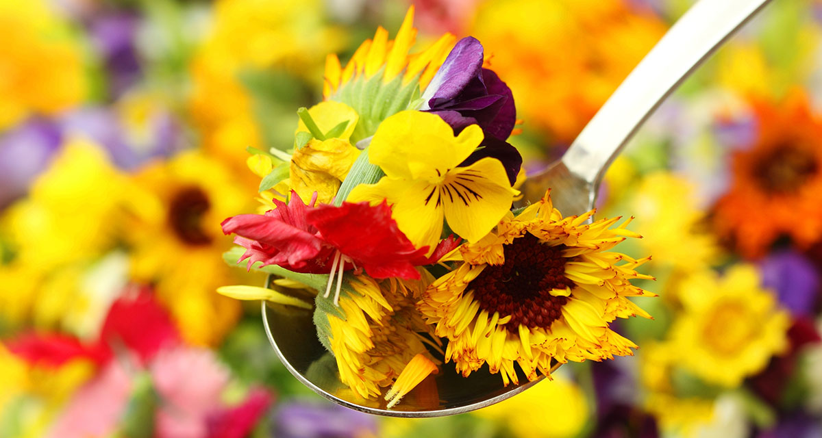 sunflower edible flowers