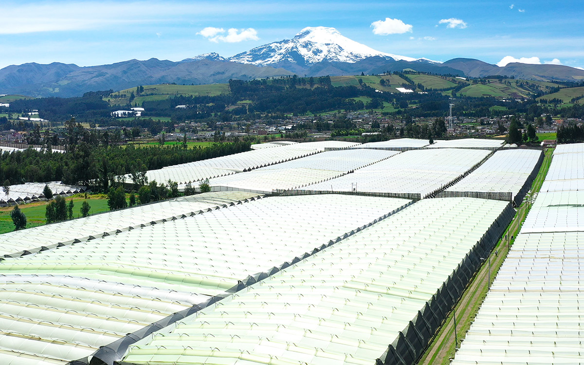 Pioneering Efforts in Sustainable Flower Farming