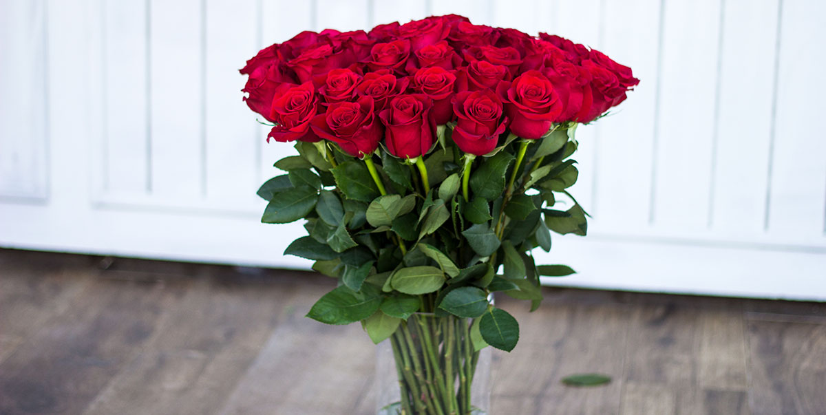 roses outdoors