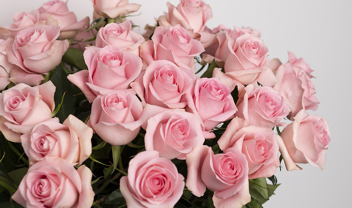 light pink roses