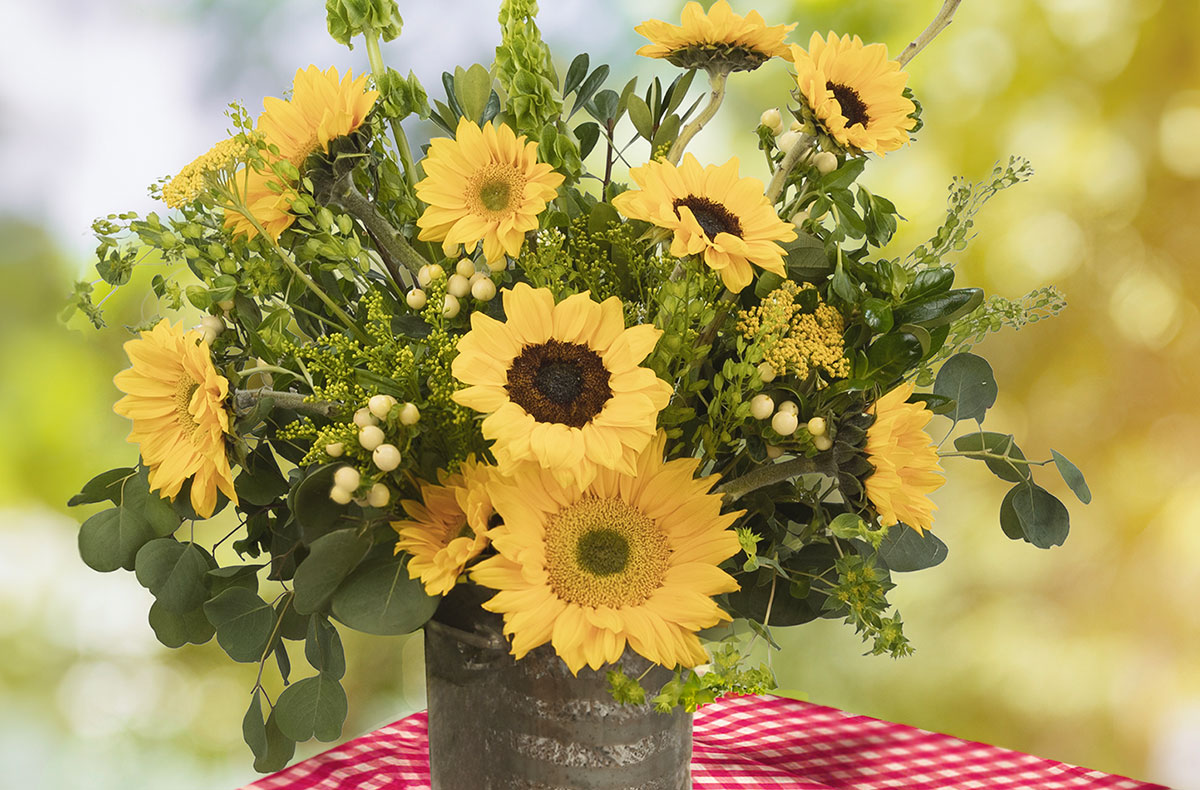 Country Living sunflower Sam's Club Sams.com