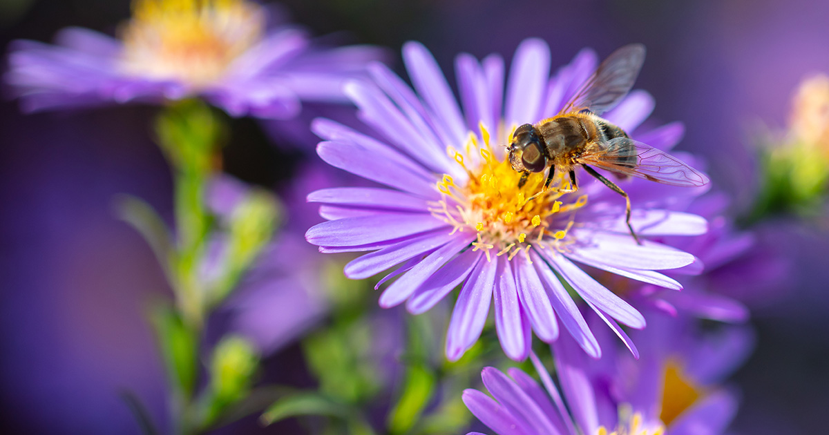 Why Honey Bees Are Important