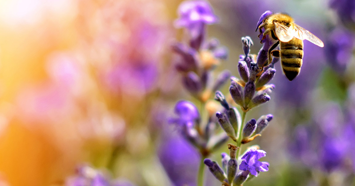 honey bee on a flower