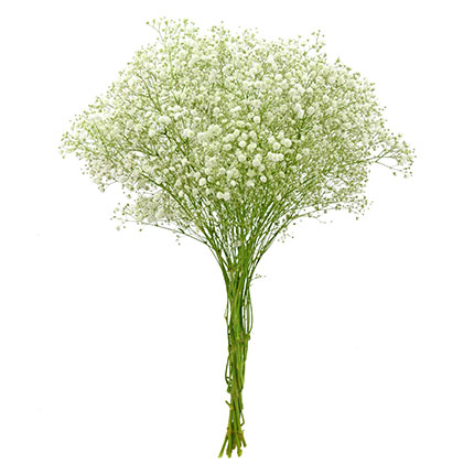 Gypsophila