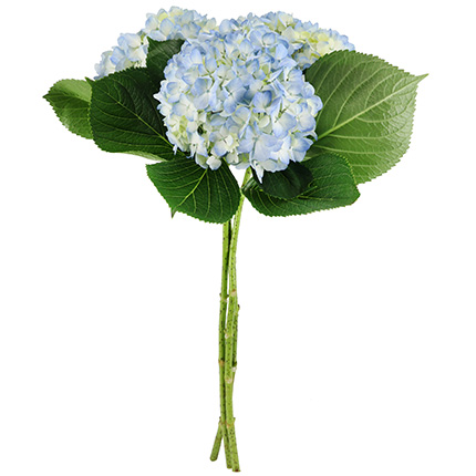 Hydrangea