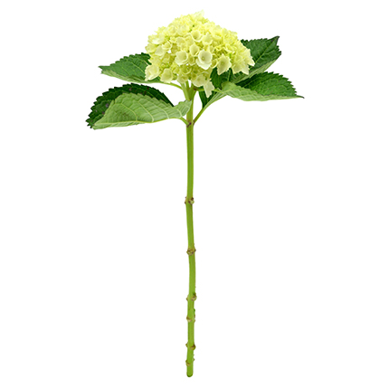 Mini Hydrangea